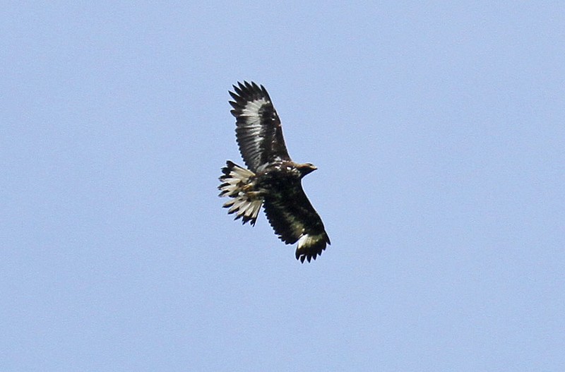 Golden Eagle