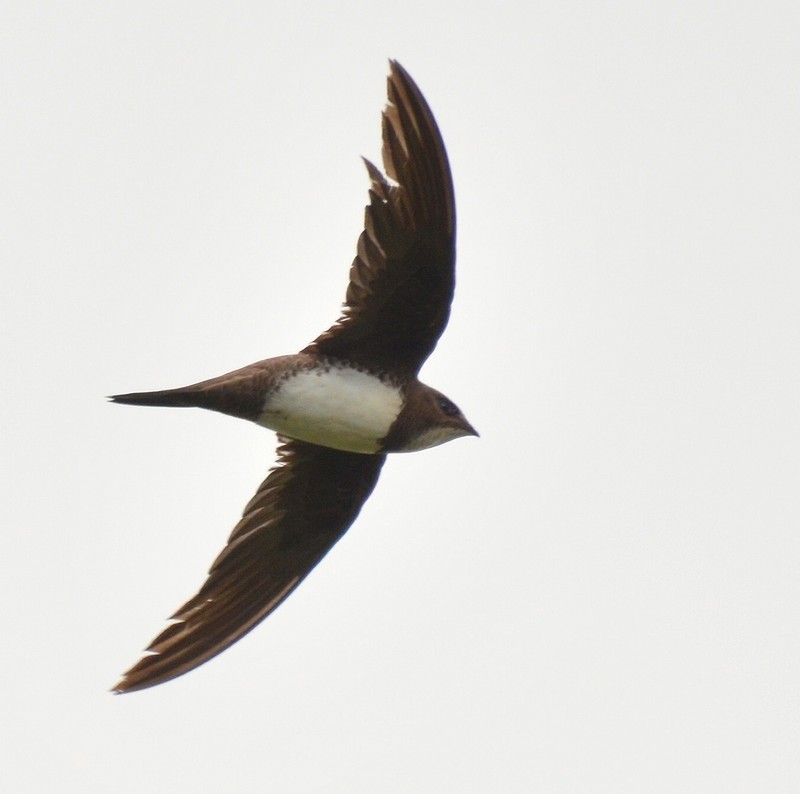 Alpine Swift