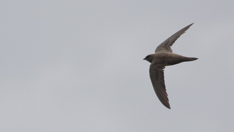 Alpine Swift