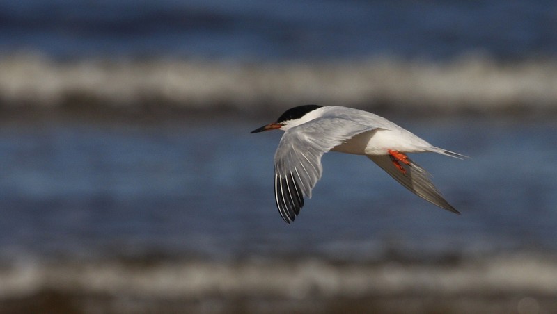 Roseate Tern