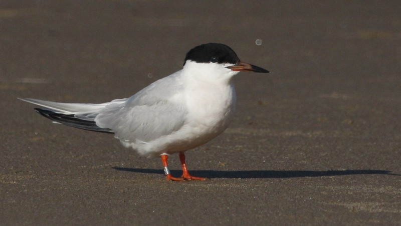Roseate Tern
