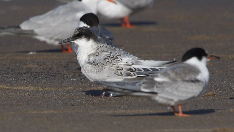 Roseate Tern