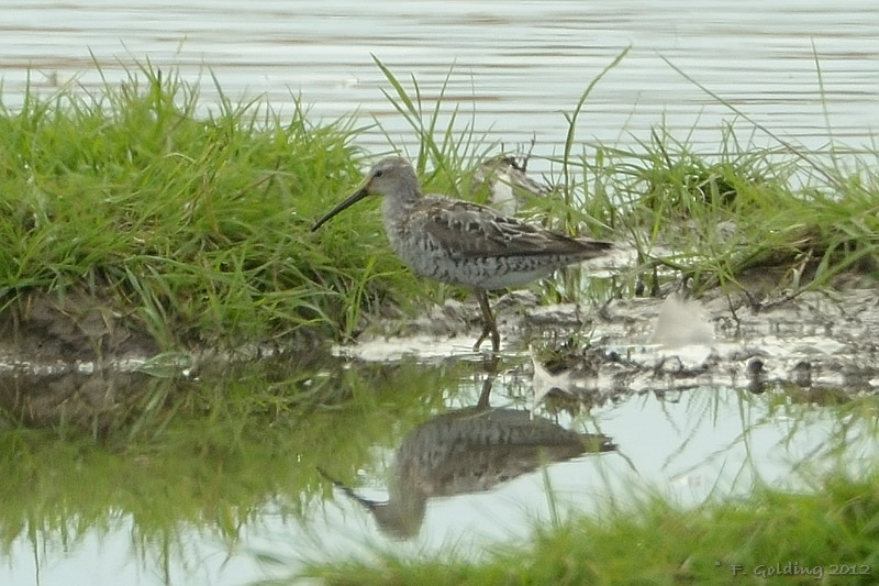 Stilt Sandpiper