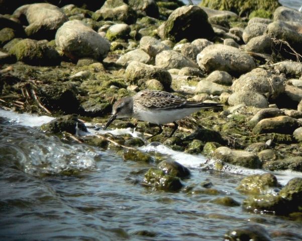 White-rumped Sandpiper