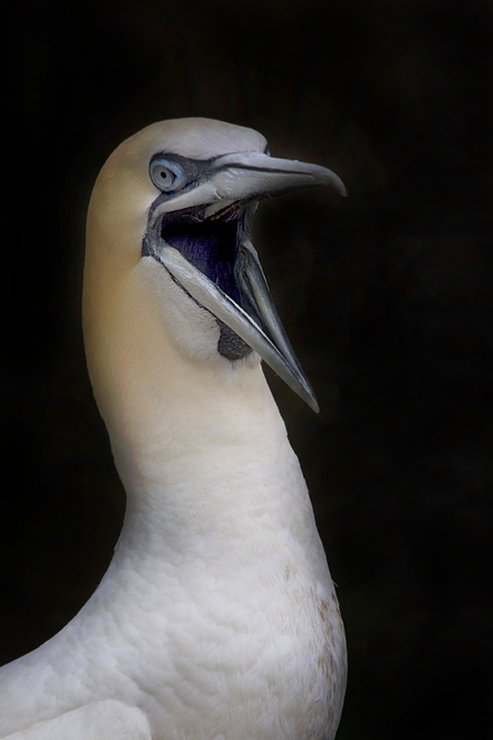 Gannet