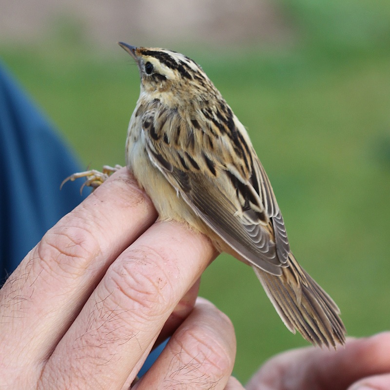Aquatic Warbler
