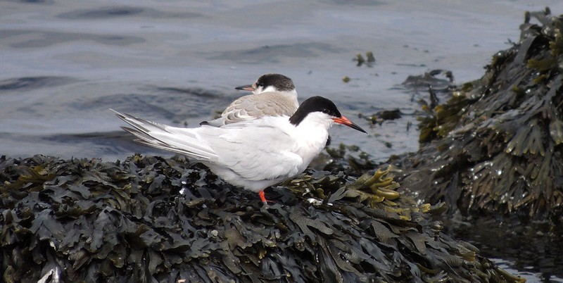 Roseate Tern