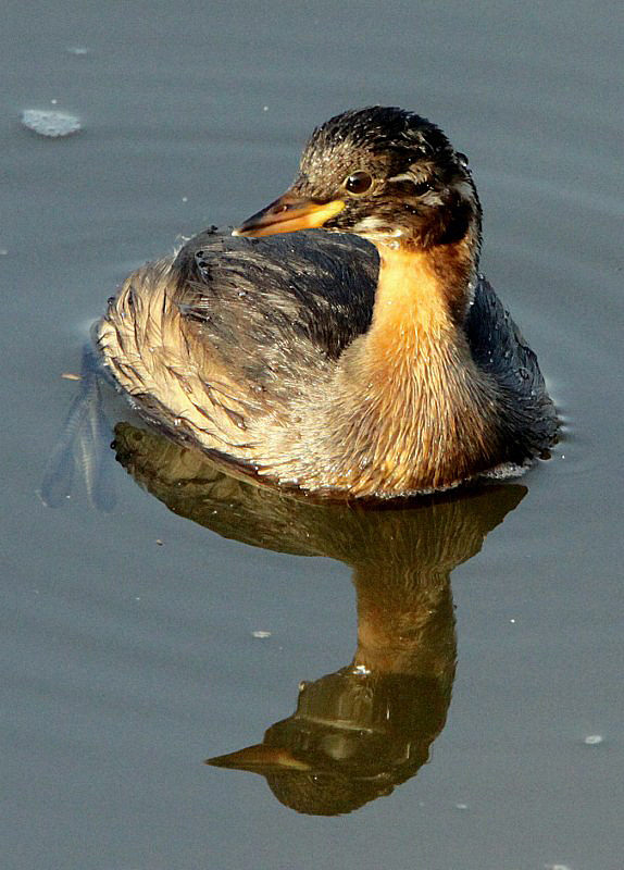 Little Grebe