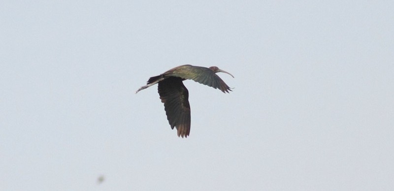 Glossy Ibis