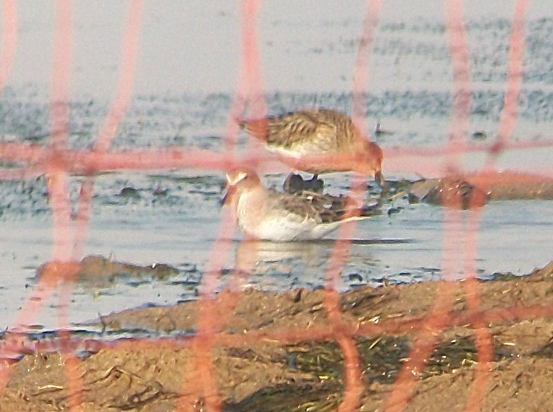 White-rumped Sandpiper