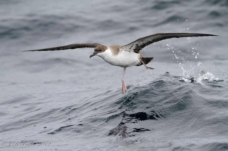 Great Shearwater