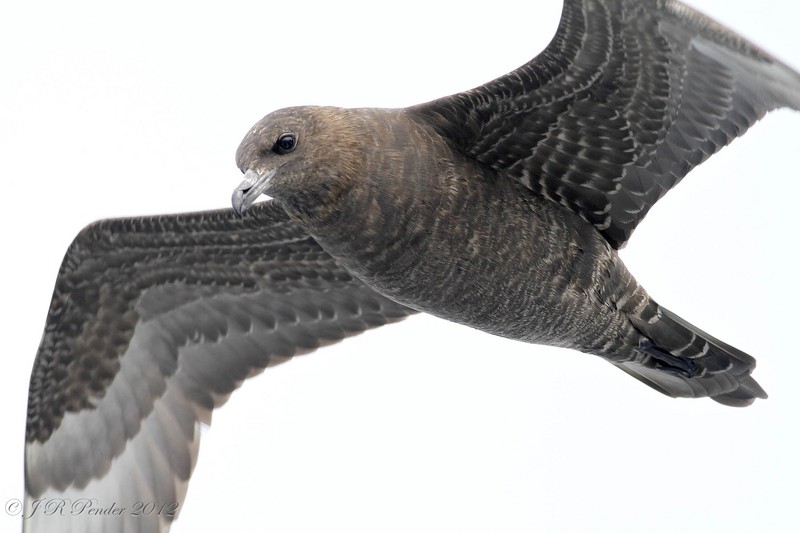 Pomarine Skua