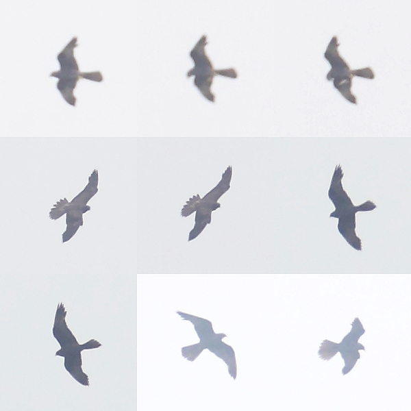 Eleonora's Falcon