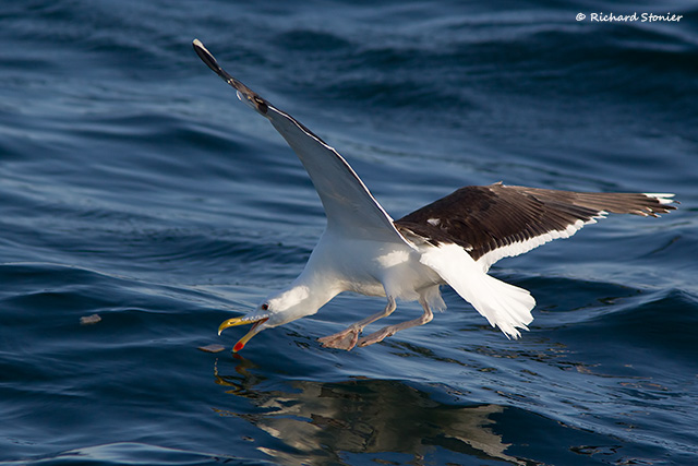 Great Black-backed Gull