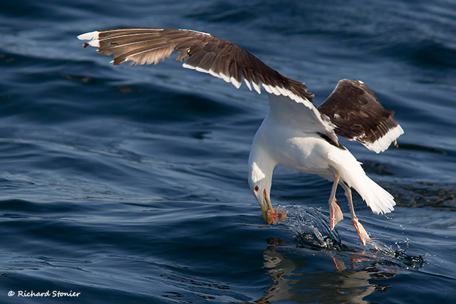 Great Black-backed Gull