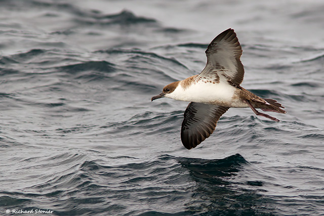 Great Shearwater