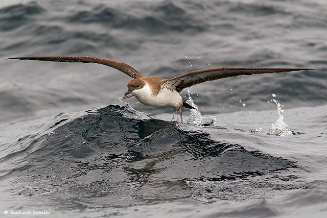 Great Shearwater