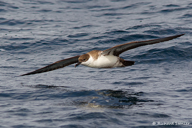 Great Shearwater