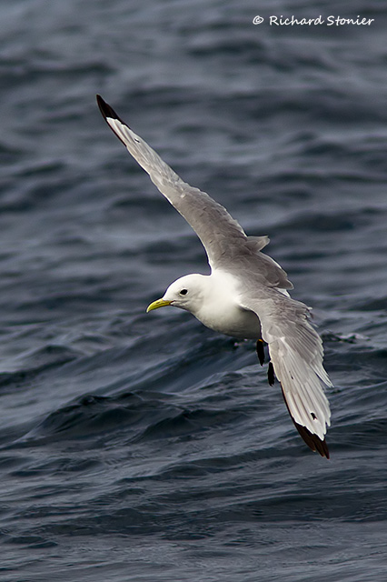 Kittiwake