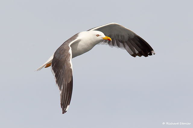 Lesser Black-backed Gull