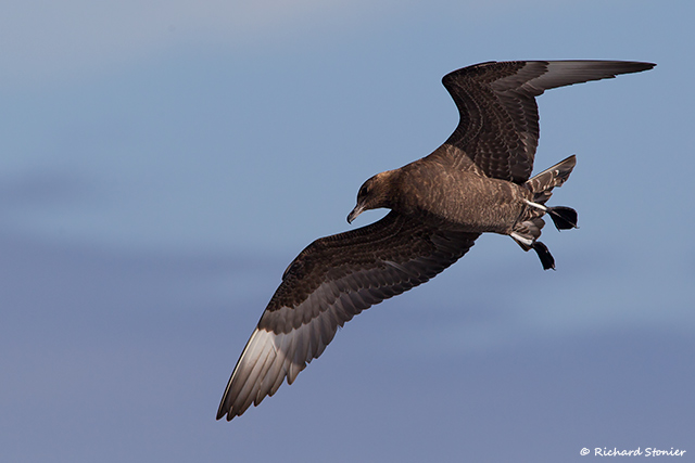 Pomarine Skua