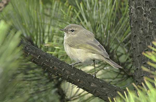 Siberian Chiffchaff