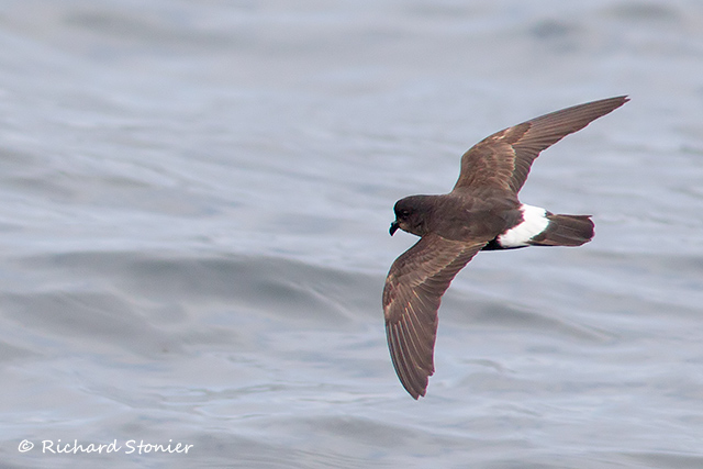 Storm Petrel