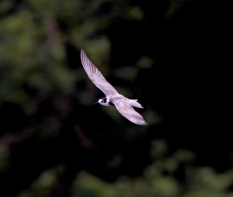 Black Tern