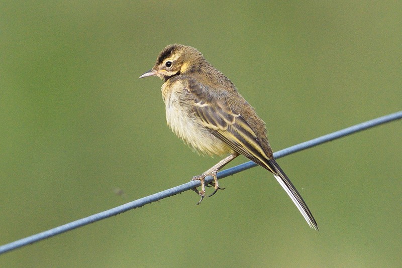 Yellow Wagtail