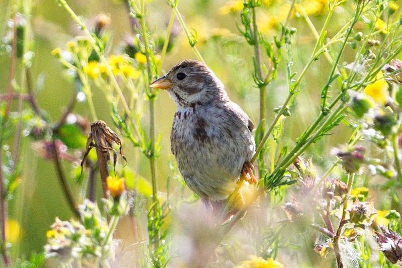 Corn Bunting