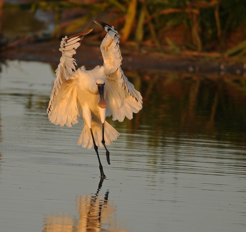 Spoonbill