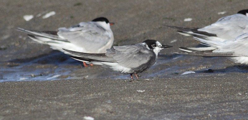 Black Tern