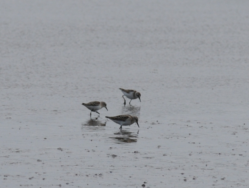 Little Stint