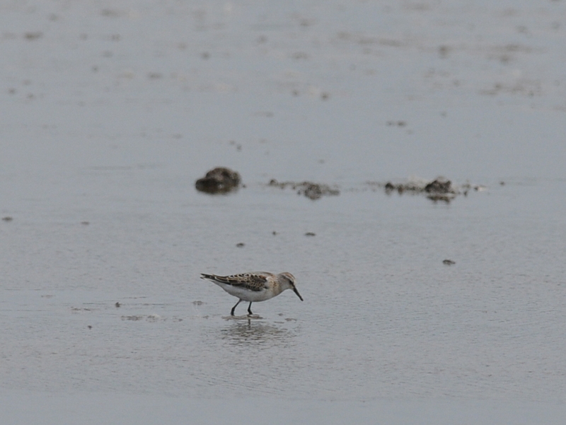 Little Stint