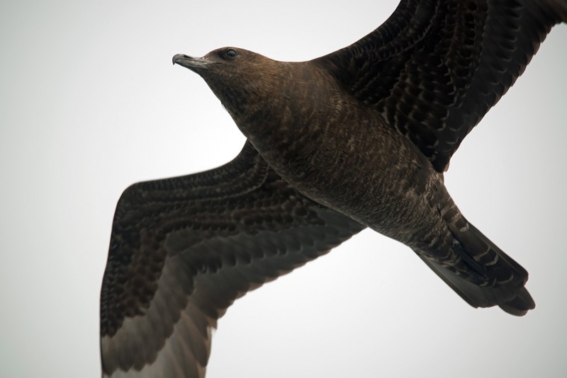 Pomarine Skua