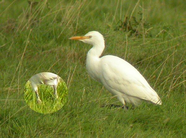 Cattle Egret