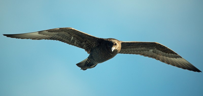 Pomarine Skua