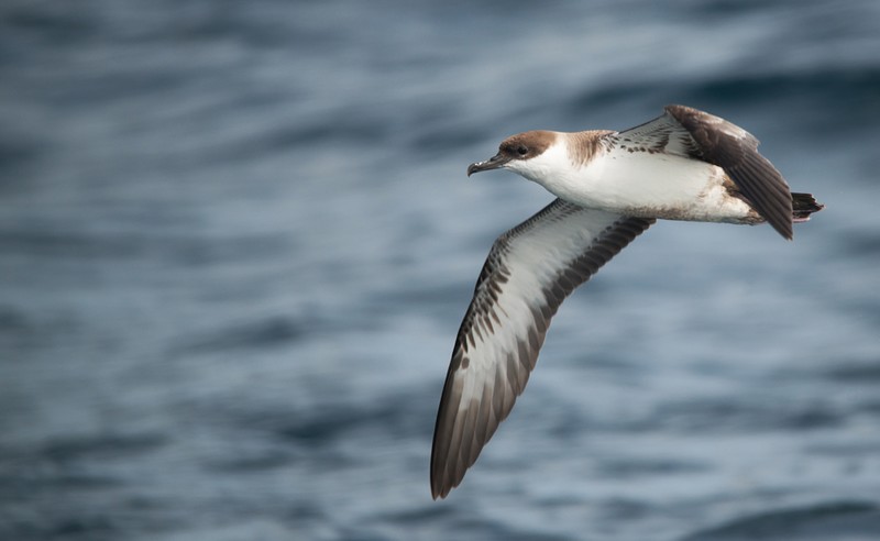 Great Shearwater