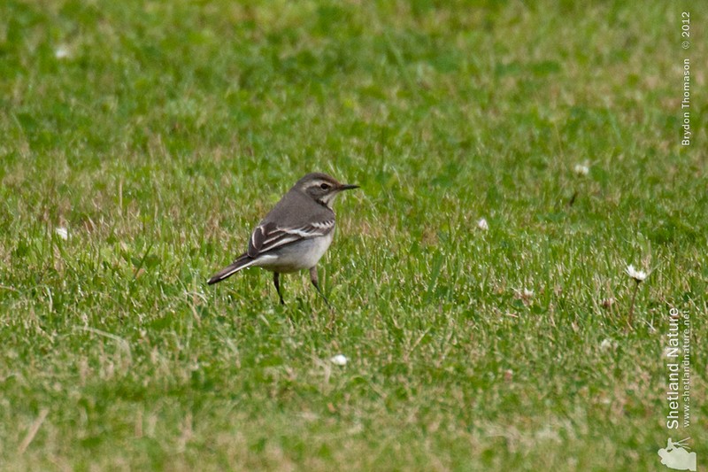 Citrine Wagtail
