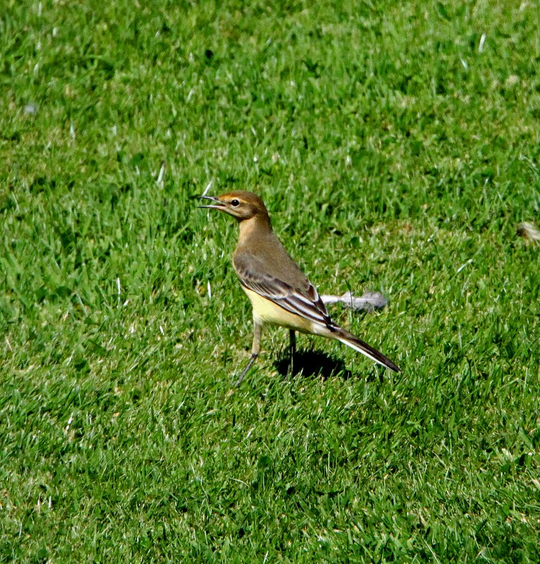 Yellow Wagtail
