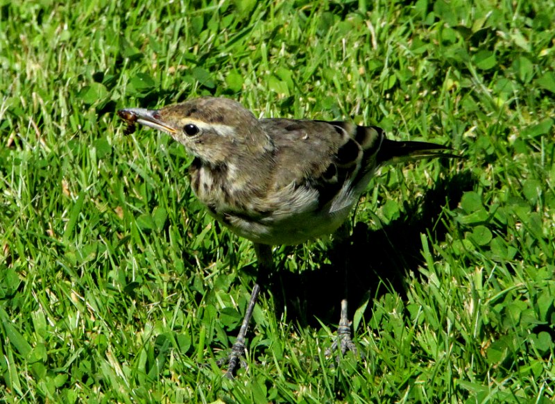 Yellow Wagtail