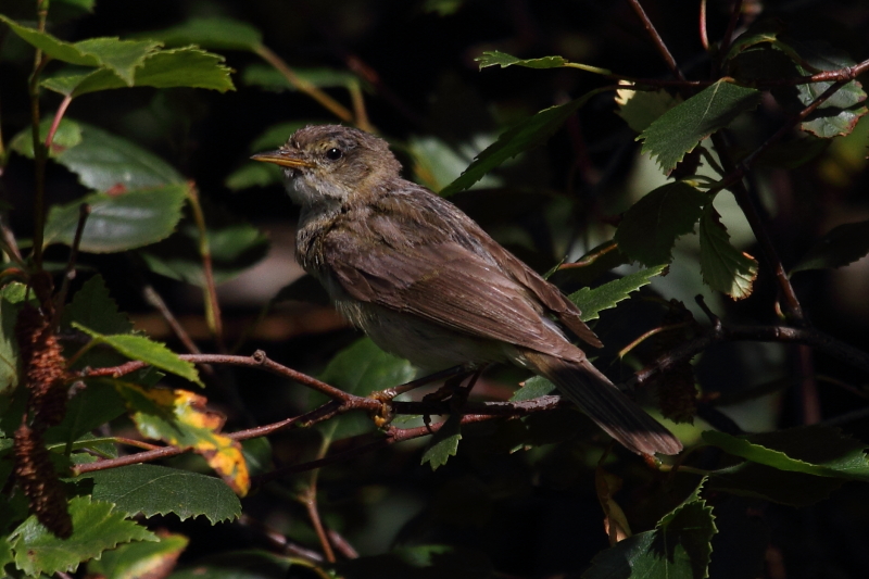 Chiffchaff