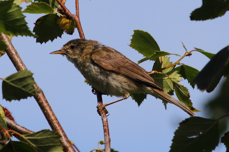 Chiffchaff