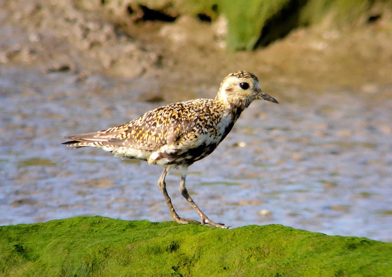 Golden Plover