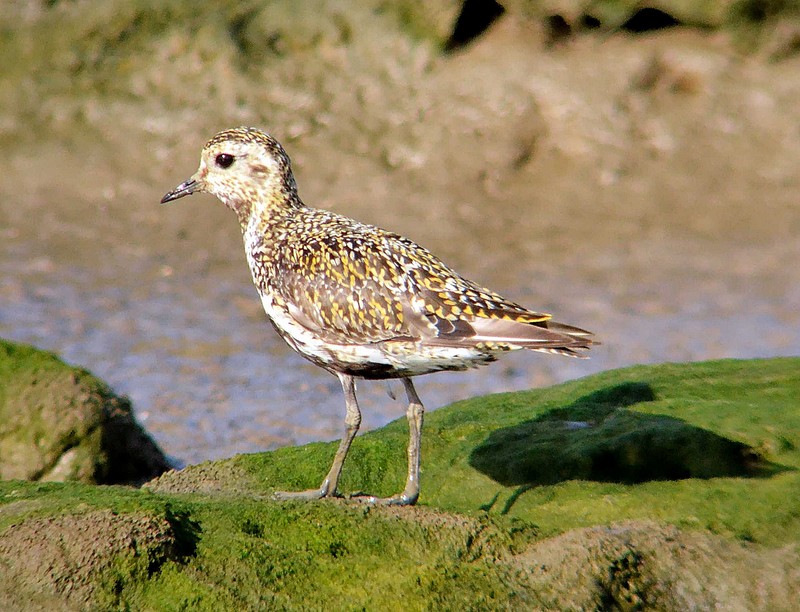 Golden Plover