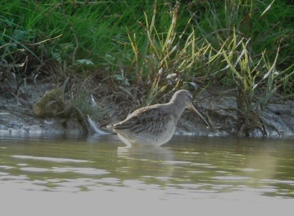 Long-billed Dowitcher