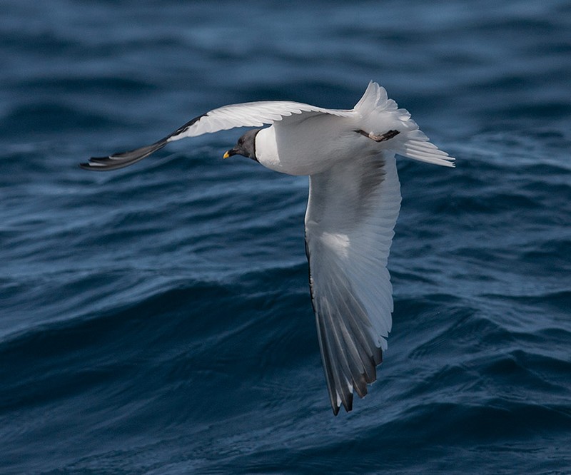 Sabine's Gull