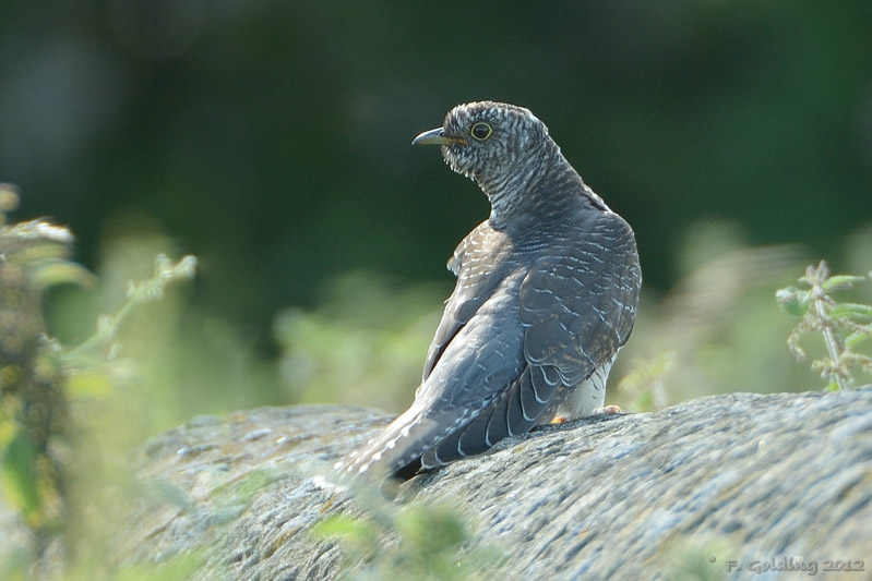 Cuckoo