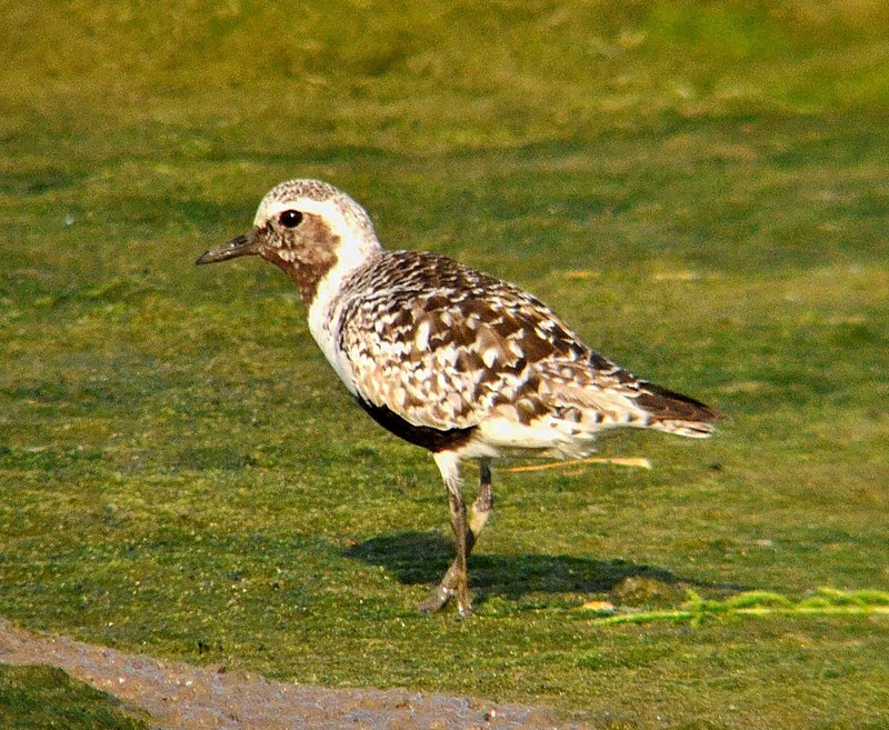 Grey Plover