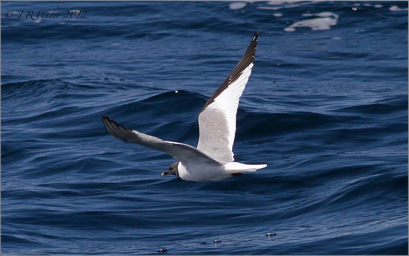 Sabine's Gull